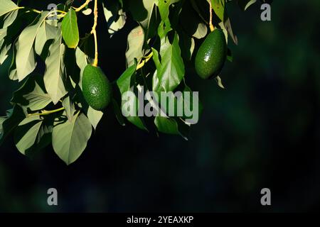 Eine gewachsene Avocado auf dem Zweig im Baum Stockfoto