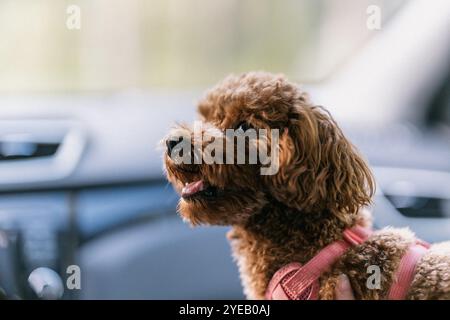 Ein brauner Pudelhund sitzt auf dem Beifahrersitz in einem Auto mit der Zunge aus dem Mund Stockfoto