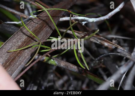 Manyleaf Sauerampfer (Oxalis polyphylla) Stockfoto