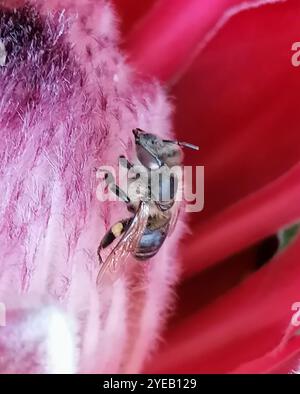 Cape Honey Bee (APIs mellifera capensis) Stockfoto