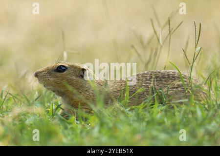 Porträt eines europäischen Bodenhörnchens (Spermophilus citellus), auch bekannt als „Ziesel“, eine bedrohte Art, die auf einem Wiesen in Österreich sitzt Stockfoto