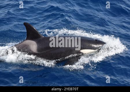 Killerwal (Orcinus Orca) in der Straße von Gibraltar, Rückenflossensattel und dorsales kap Stockfoto