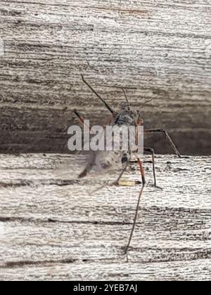 Riesenweidenblattlaus (Tuberolachnus salignus) Stockfoto