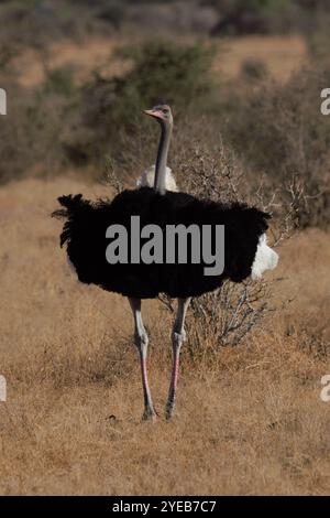 Somalischer Strauß (Struthio molybdophanes) männlich, Samburu National Reserve, Kenia, Ostafrika Stockfoto