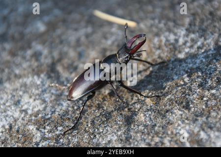 Männlicher Hirschkäfer (Lucanus cervus), Norditalien Stockfoto