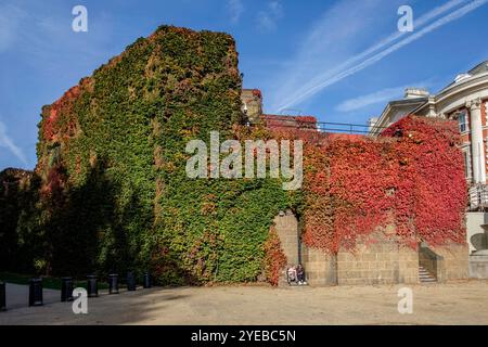 Boston Ivy (Parthenocissus tricuspidata) wächst an der Admiralty Citadel Building Wall, Horseguards Road, London, Großbritannien Stockfoto