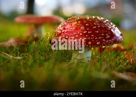 Amanita-Pilze im Gras. Ein roter Amanita Muscaria Pilz, der im Gras wächst. Stockfoto