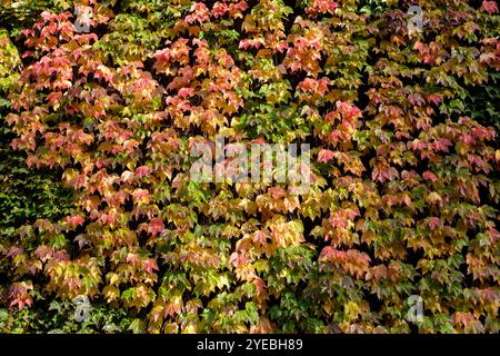 Boston Ivy (Parthenocissus tricuspidata) wächst an der Gebäudewand, London, Großbritannien Stockfoto