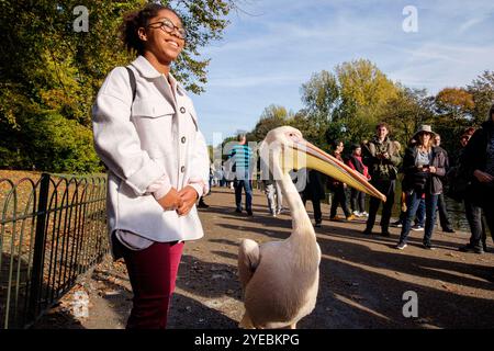 Mädchen im Teenageralter posieren mit Great White Pelican im St. James's Park, London, Großbritannien Stockfoto