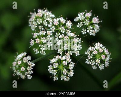 Java-Wassertropfkraut (Oenanthe javanica) Stockfoto