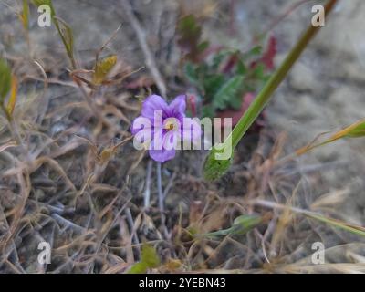 Mediterraner Storchenschnabel (Erodium Botrys) Stockfoto