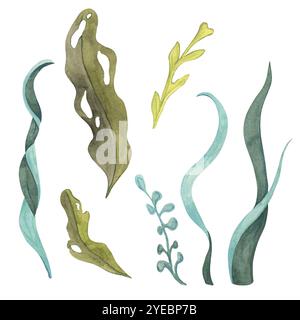 Grün, blau und gelb Wasserfarben Algen Clipart Set. Algendesign-Elemente, Seetang, Laminaria isolierte Illustrationen für Meeresmotive, Meereslebewesen, Nahrungsergänzungsmittelverpackungen Stockfoto