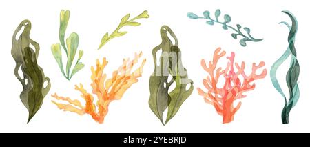 Sammlung von Aquarellalgen, Algen und Korallenklippern in Grün-, Gelb-, Blau-, Rot- und Orangetönen. Illustrationen für Meeres- und Küstenprojekte, isolierter Seetang, Laminaria, Traube Stockfoto
