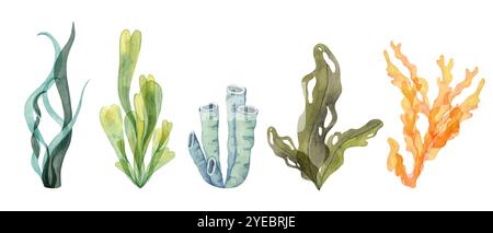 Eine Mischung aus Aquarellkorallen, Meeresröhrenschwamm und Seetang-Clipart in Grün-, Blau- und Orangetönen. Dieses Illustrationsset für tropische und Unterwassermotive. Algenisolierte Elemente Stockfoto
