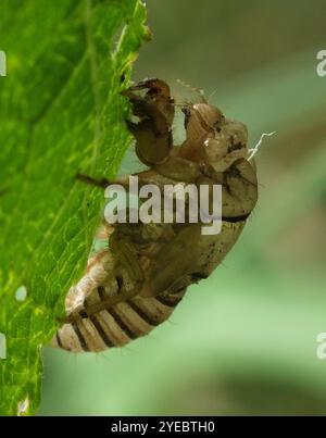 New Forest Zikade (Cicadetta Montana) Stockfoto