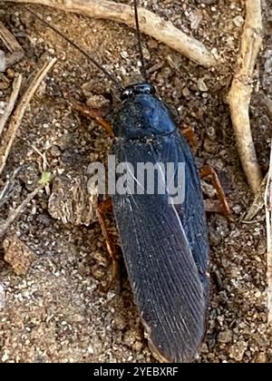 Dunkle Holzschaben (Ischnoptera deropeltiformis) Stockfoto