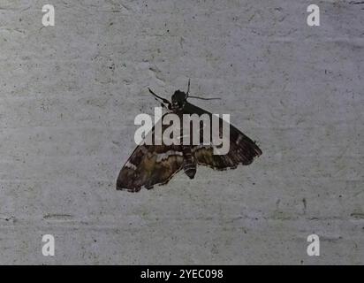 Gefleckte Rüben Webworm Motte (Hymenia perspectalis) Stockfoto