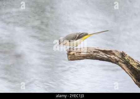 Grauer Wagtail auf einem Ast über Wasser auf einem Teich Stockfoto