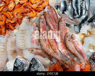 Frischer Fisch auf zerstoßenem Eis auf der Theke des Fischhändlers. Meeräsche, Garnelen- und Sardinenverrundungen in Draufsicht Stockfoto