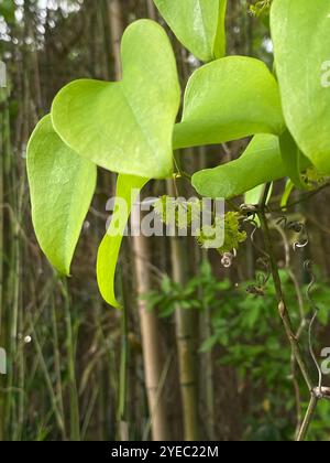 Roundleaf greenbrier (Smilax rotundifolia) Stockfoto