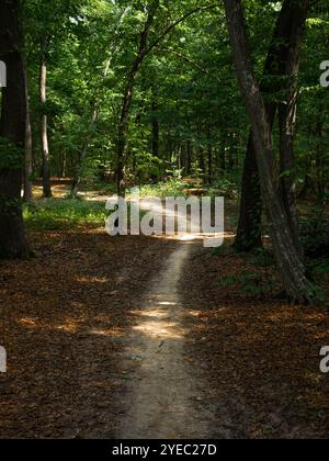 Ein malerischer, von Sonnenlicht beleuchteter Weg, der sich durch einen üppig grünen Wald schlängelt, mit einem hellbraunen Waldboden, der Kontrast bildet Stockfoto