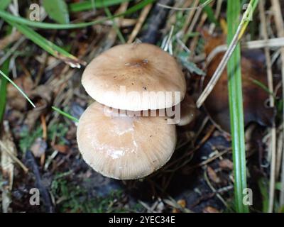 Austral-Honigpilz (Armillaria novae-zelandiae) Stockfoto