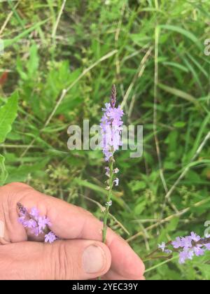 Texanisches Eisenkraut (Verbena halei) Stockfoto