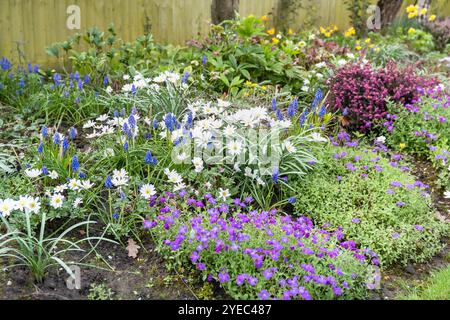 Frühlingsblühende Pflanzen (Anemone blanda, Muscari und Aubrieta) in einem Gartenblumenbeet, Großbritannien Stockfoto