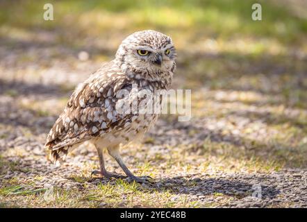 Grabungulle (Athene cunicularia) am Boden stehend, Cumbria, Großbritannien Stockfoto