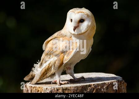 Scheuneneule (Tyto alba) steht auf einem Barsch, Cumbria, Großbritannien Stockfoto