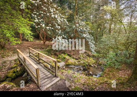 Fußgängerbrücke über einen Bach und Rhododendronbäume mit weißen Blüten im Frühling. Skelghyll Wood in der Nähe von Ambleside, Lake District, Großbritannien Stockfoto