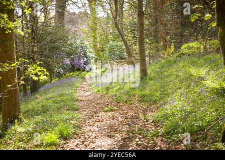 Wanderweg durch Blauglockenwälder im Frühjahr, mit Muncaster Castle im Hintergrund. Lake District, Cumbria, Großbritannien Stockfoto