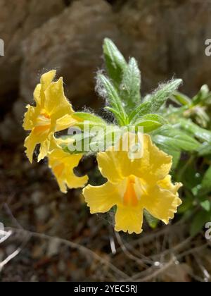 Südbuschaffenblume (Diplacus longiflorus) Stockfoto