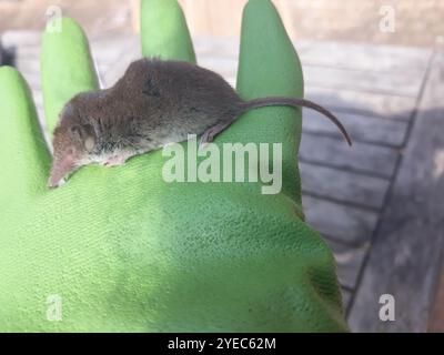 Weißzahnspitzenspitze (Crocidura russula) Stockfoto