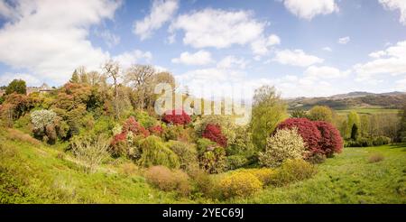 Rhododendronbäume und Wälder, malerische Landschaft von Cumbria im Frühling. Muncaster Castle Gardens, Lake District, Großbritannien Stockfoto