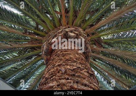 Riesige Palme von unten Stockfoto