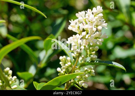 Gemeiner Privet (ligustrum vulgare), Nahaufnahme eines Dorns der kleinen weißen Blüten, die von dem gewöhnlich gepflanzten Sträucher im Frühsommer produziert werden. Stockfoto