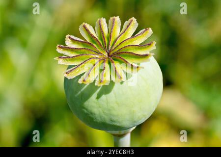 Opiummohn (Papaver somniferum), Nahaufnahme einer einzelnen großen unreifen grünen Samenkapsel oder Kapsel der allgemein naturalisierten Wildblume. Stockfoto