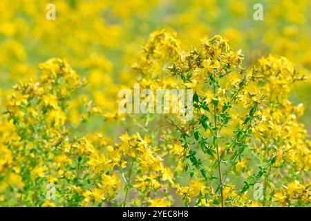 Johanniskraut (hypericum perforatum) perforieren, Nahaufnahme der gewöhnlichen gelben blühenden Pflanze, die in Masse auf einem Stück Abfallboden wächst. Stockfoto