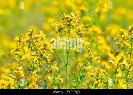 Johanniskraut (hypericum perforatum) perforieren, Nahaufnahme der gewöhnlichen gelben blühenden Pflanze, die in Masse auf einem Stück Abfallboden wächst. Stockfoto