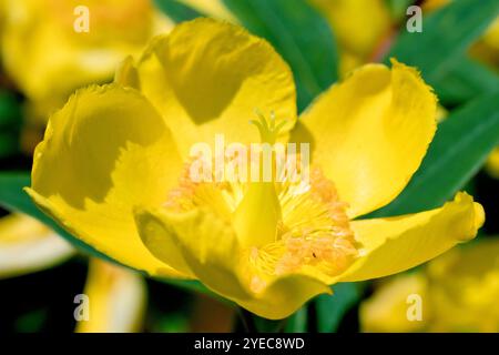 Johanniskraut (hypericum), auch bekannt als Goldencup, Nahaufnahme einer einzigen gelben Blume des beliebten Strauches, die in Gärten und öffentlichen Parks gepflanzt wurde. Stockfoto