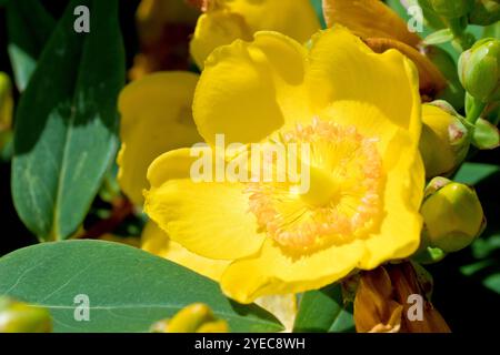 Johanniskraut (hypericum), auch bekannt als Goldencup, Nahaufnahme einer einzigen gelben Blume des beliebten Strauches, die in Gärten und öffentlichen Parks gepflanzt wurde. Stockfoto