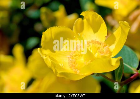 Johanniskraut (hypericum), auch bekannt als Goldencup, Nahaufnahme einer einzigen gelben Blume des beliebten Strauches, die in Gärten und öffentlichen Parks gepflanzt wurde. Stockfoto