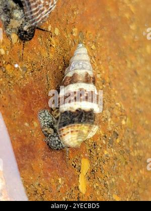 Japanisches falsches Cerith (Batillaria attramentaria) Stockfoto