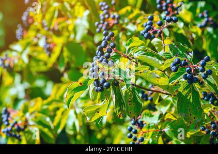 Sonnendurchflutete schwarze Hartholzbeeren (Cornus foemina) auf Busch mit grünen Blättern. Herbstbeeren in freier Wildbahn Stockfoto