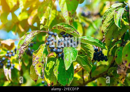 Busch mit beschädigten Blättern mit schwarzen Hartholzbeeren (Cornus foemina) vor verschwommenem Hintergrund Stockfoto