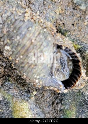 Japanisches falsches Cerith (Batillaria attramentaria) Stockfoto