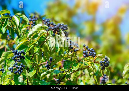 Schwarze Hartholzbeeren (Cornus foemina) auf Büschen mit beschädigten Blättern vor verschwommenem Himmel. Herbst in freier Wildbahn Stockfoto