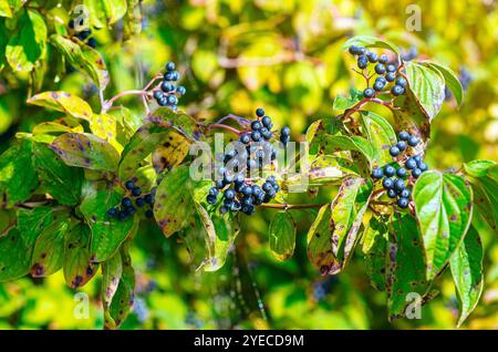 Busch mit beschädigten Blättern mit schwarzen Hartholzbeeren (Cornus foemina) vor verschwommenem Hintergrund Stockfoto