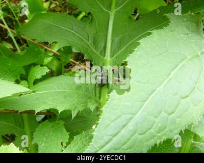 Butterbur Weevil (Liparus glabrirostris) Stockfoto